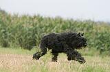 BOUVIER DES FLANDRES 409